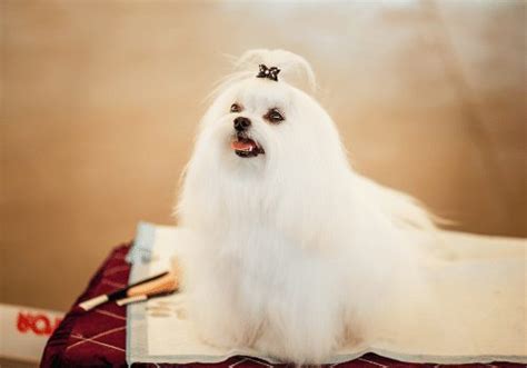 Adorable French Bulldog Puppies · <b>Chattanooga</b> · 11/22 pic. . Chattanooga craigslist pets